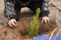 Actividad reforestación Chint con Áreas verdes